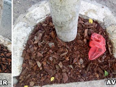 Escorça a les garingoles dels arbres de la costa de ca ses Monges