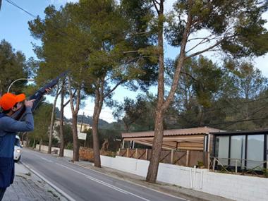 L'Associació de caçadors amb l'Ajuntament contra la processionària