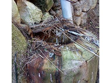 La neteja del torrent Gros a Bunyola (II)