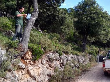 Pla d'acció a sa Comuna contra el banyarriquer
