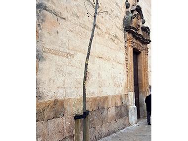 Un arbre nou davant l'església