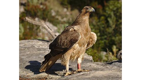 Àguila de Bonelli a "Sa Comuna de Bunyola"