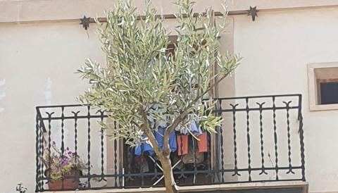olivera