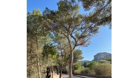 pins passeig 