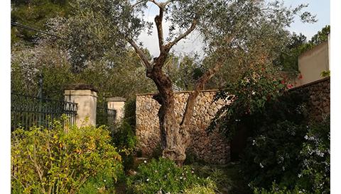 Treballs de poda al cementiri