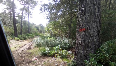 Pintades a sa Comuna
