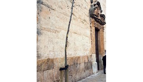 Un arbre nou davant l'església